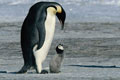 March Of The Penguins