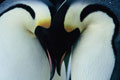 March Of The Penguins
