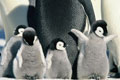 March Of The Penguins
