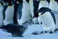 March Of The Penguins